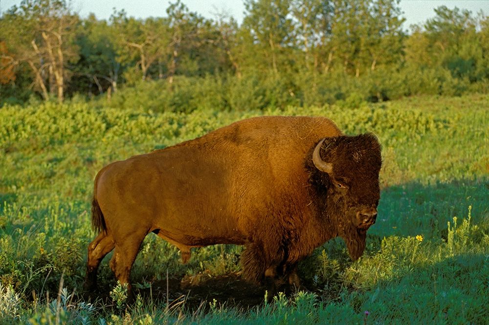 Canada-Manitoba-Riding Mountain National Park Close-up of male American plains bison art print by Jaynes Gallery for $57.95 CAD